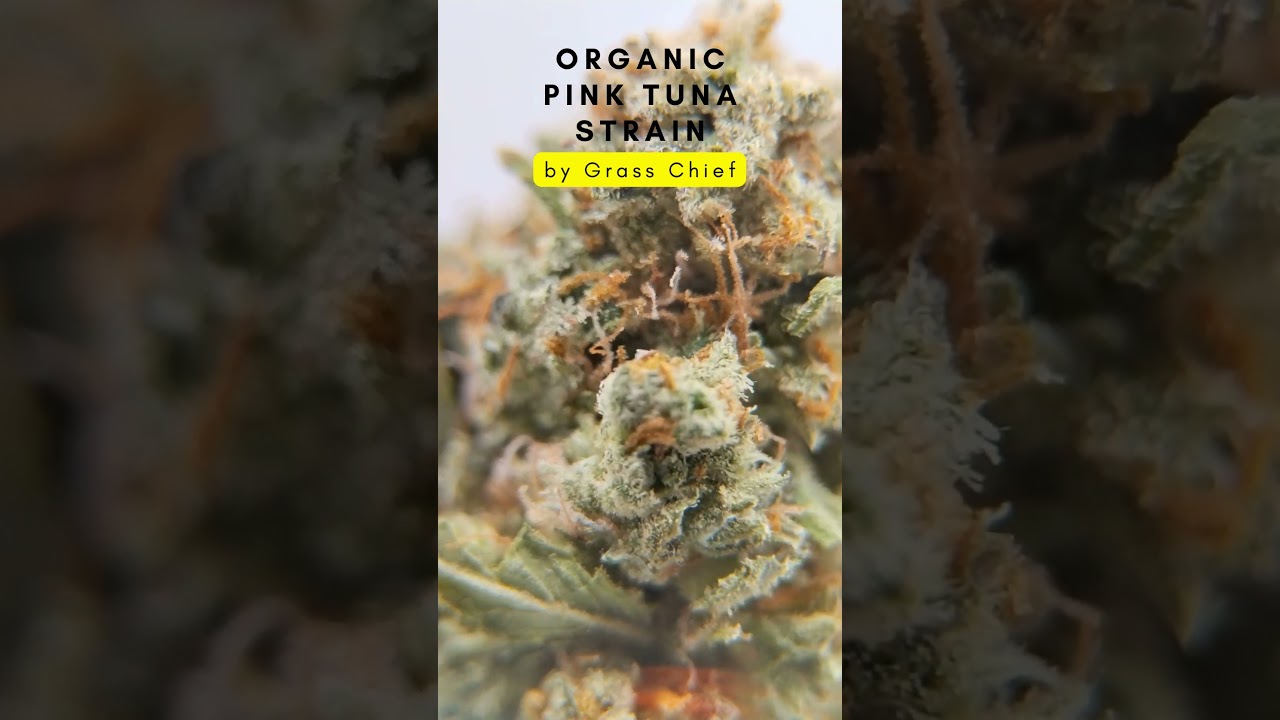 Organic Pink Tuna Strain, Dive into Pure Indulgence! 🌿