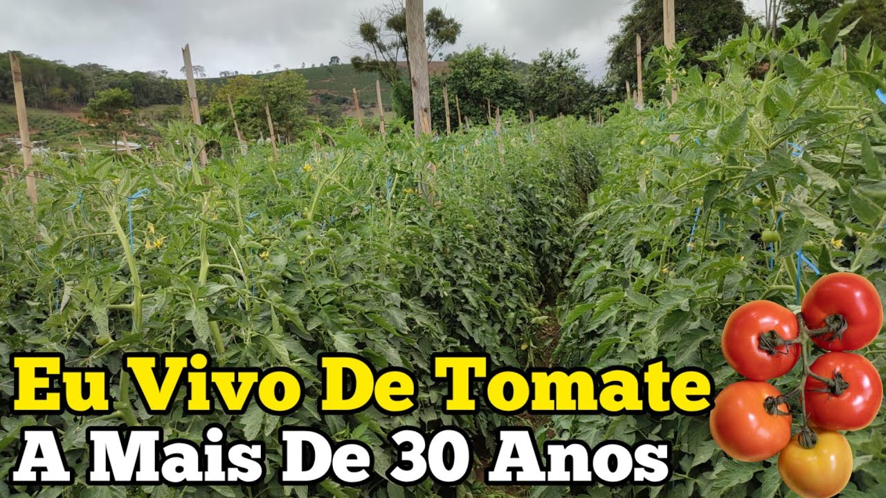 Como Plantar Tomate