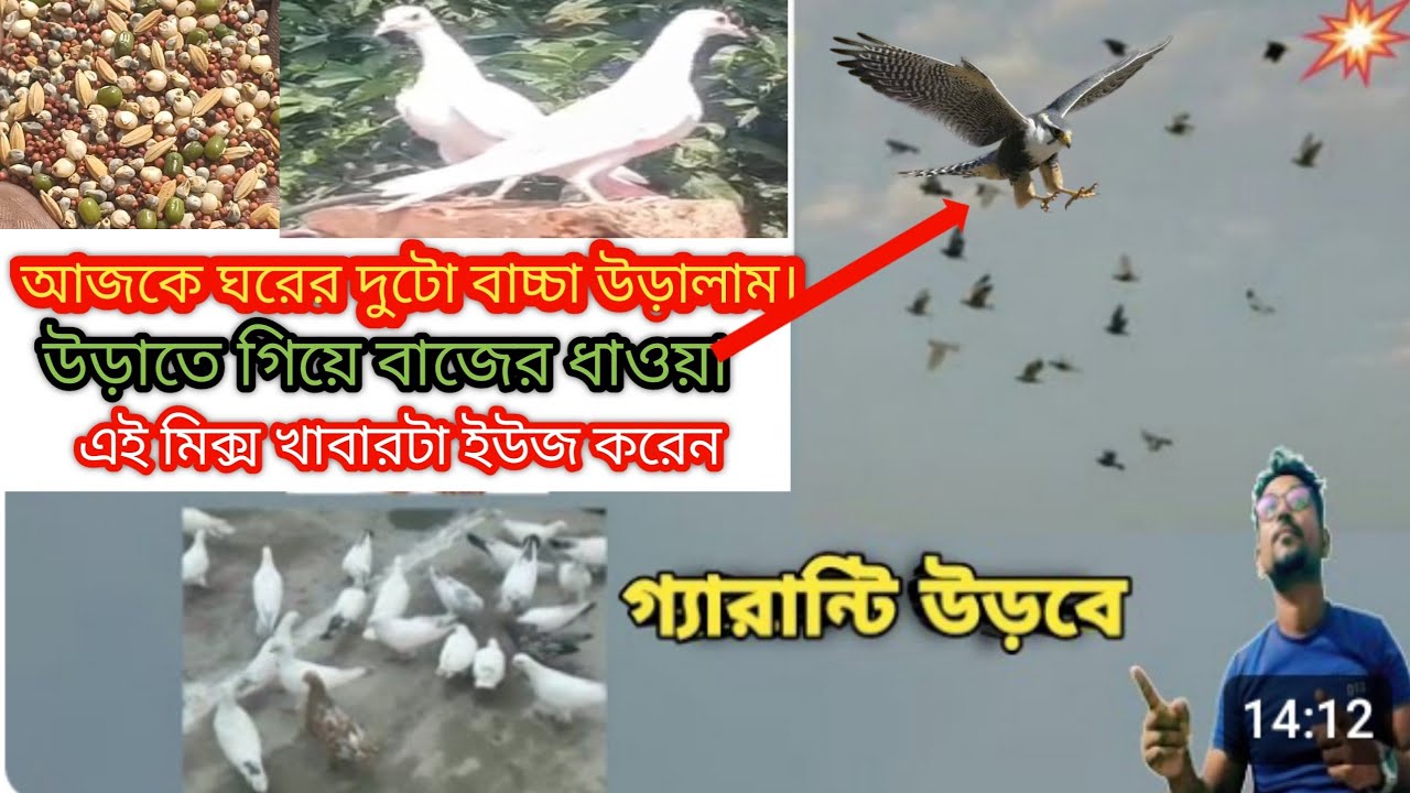 আজকে ঘরের বাচ্চা ওড়াতে গিয়ে বাজে ধাবা খেলাম #pigeon ghode baby 🐥#skpigonlovers