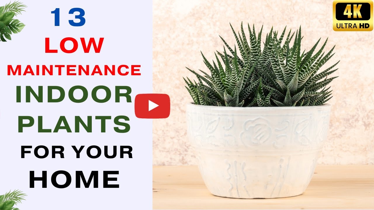 13 Easy Care Indoor Plants for Your Home | Low Maintenance Houseplant Tips