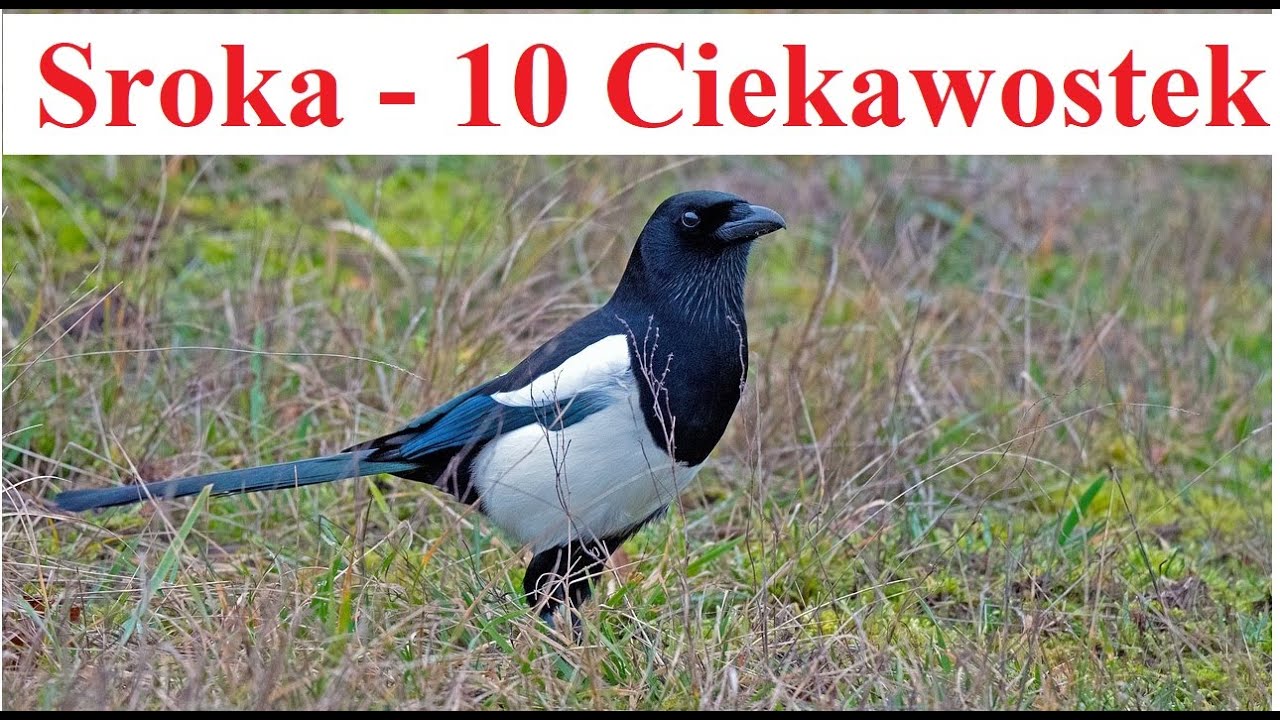 Sroka - 10 Ciekawostek