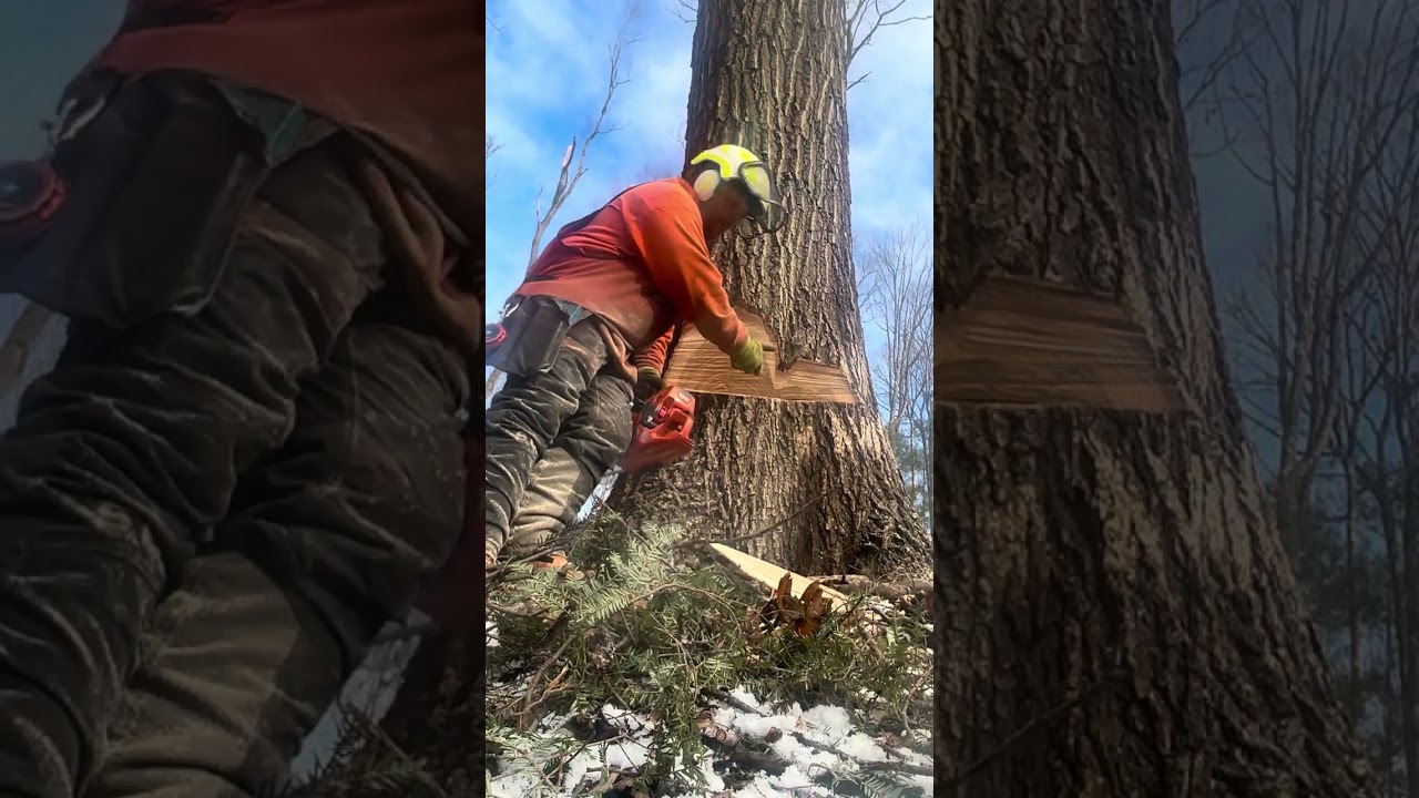 cutting a hard leaning red oak
