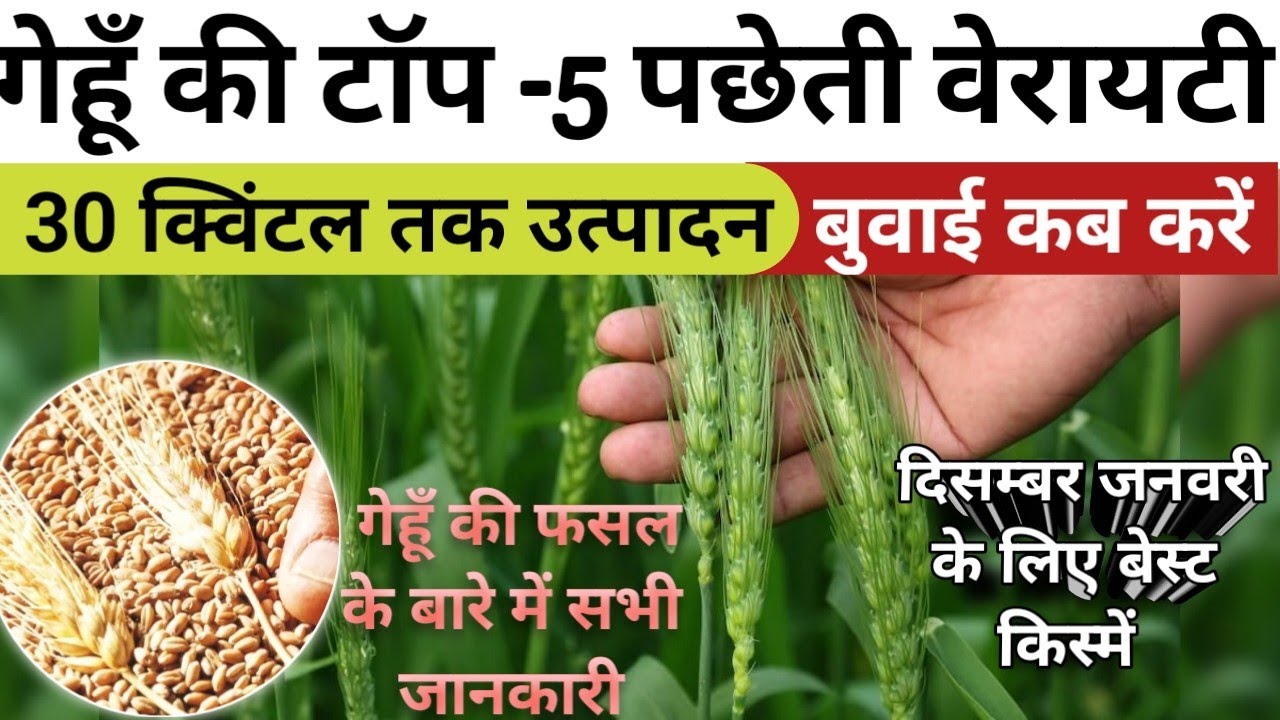 गेहूँ की top 5 पछेती variety// इस साल के लिए बेस्ट वेरायटी 