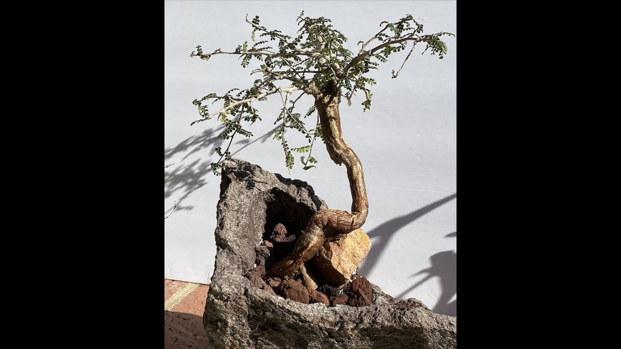 How to Make Your Bonsai Look Good!! #Operculicarya decaryi - Episode 29