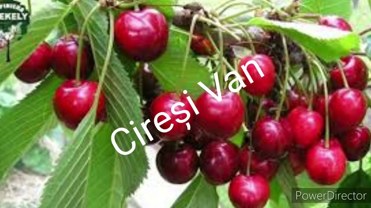 10 Soiuri de cireși buni și productivi!! (cireșe) 🍒🍒🍒
