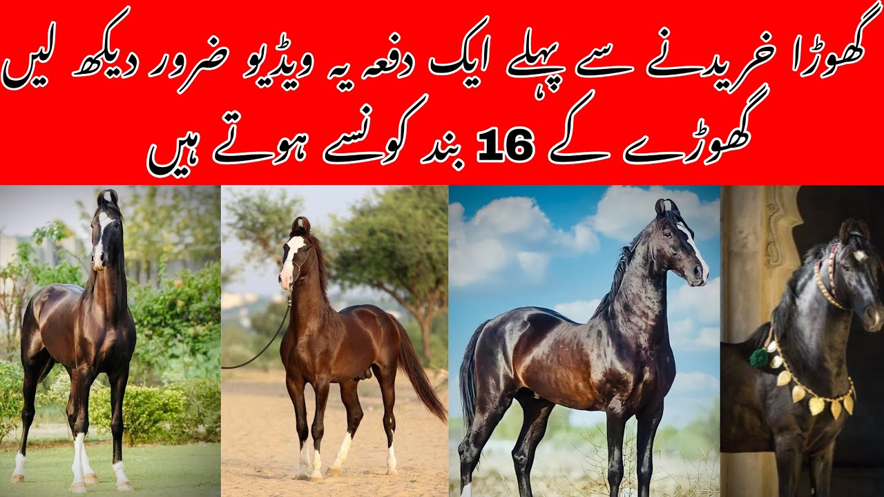 Ghory k 16 bund konsy hoty hain | 16 parts of body of good horse | horse planet