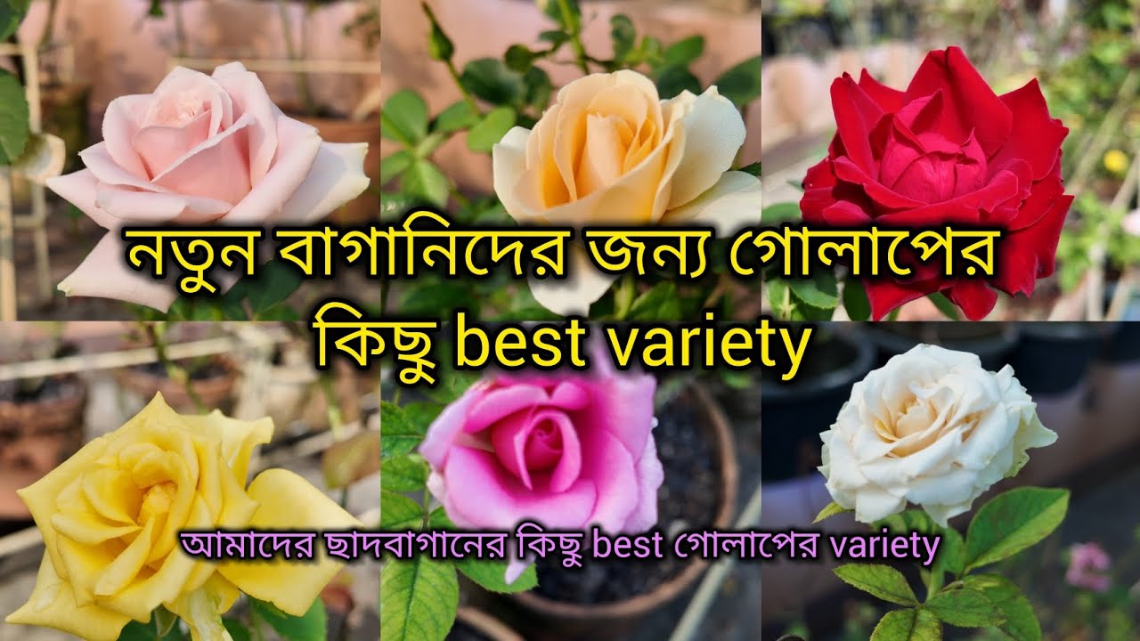  নতুন বাগানি দের জন্য গোলাপের কিছু best variety/best variety of Rose for pot culture #rosecaring #yt