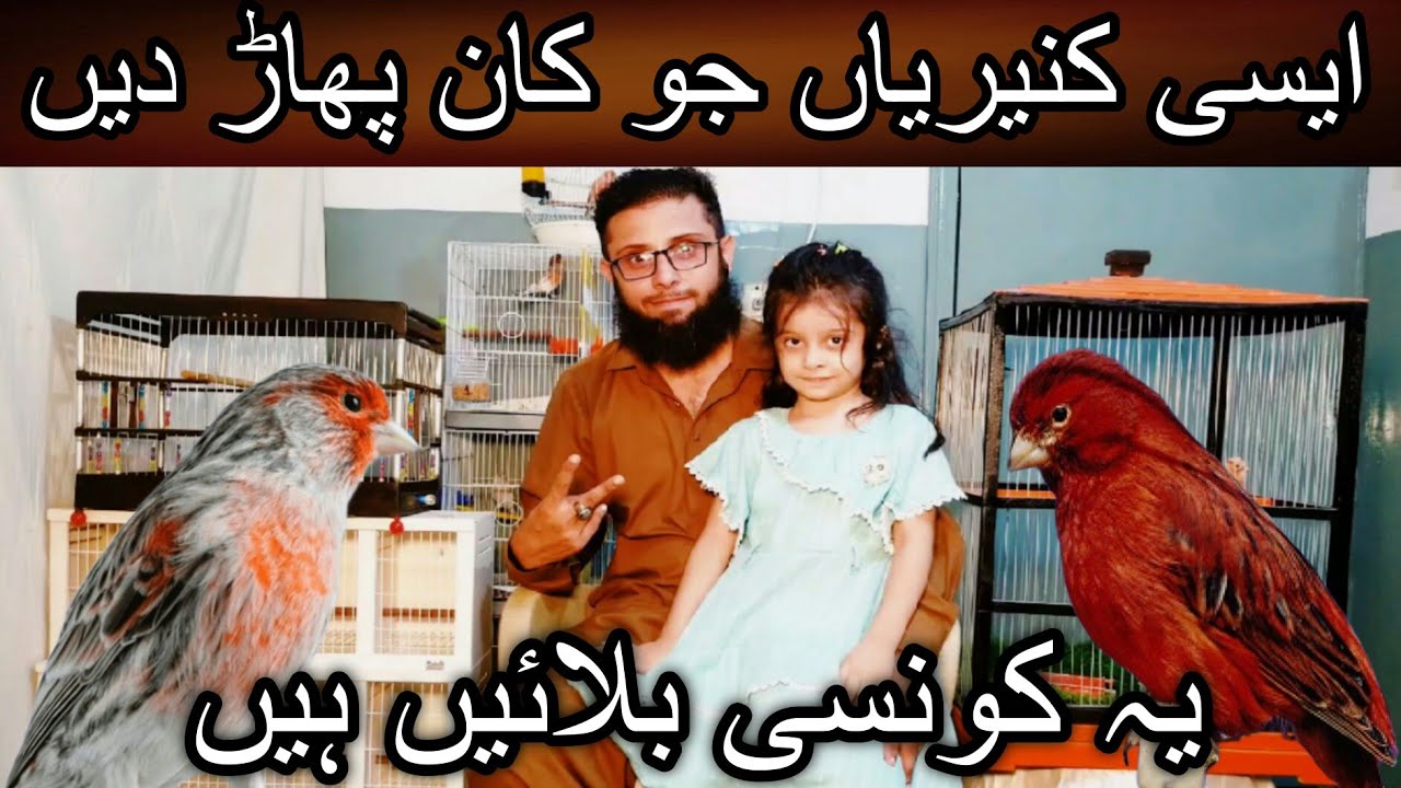 Unique canary verity in Mr Khurram setup | Cheap price canary | Timbrado canary | Silver mosaic