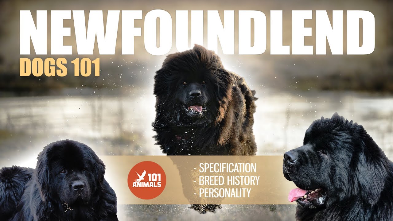 NEWFOUNDLEND Dogs 101 - Discover Majestic Breed 🐕&zwj;🦺