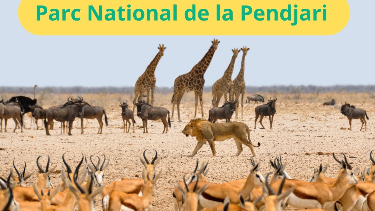 À la découverte du Parc Pendjari : Un trésor naturel abritant une biodiversité exceptionnelle !