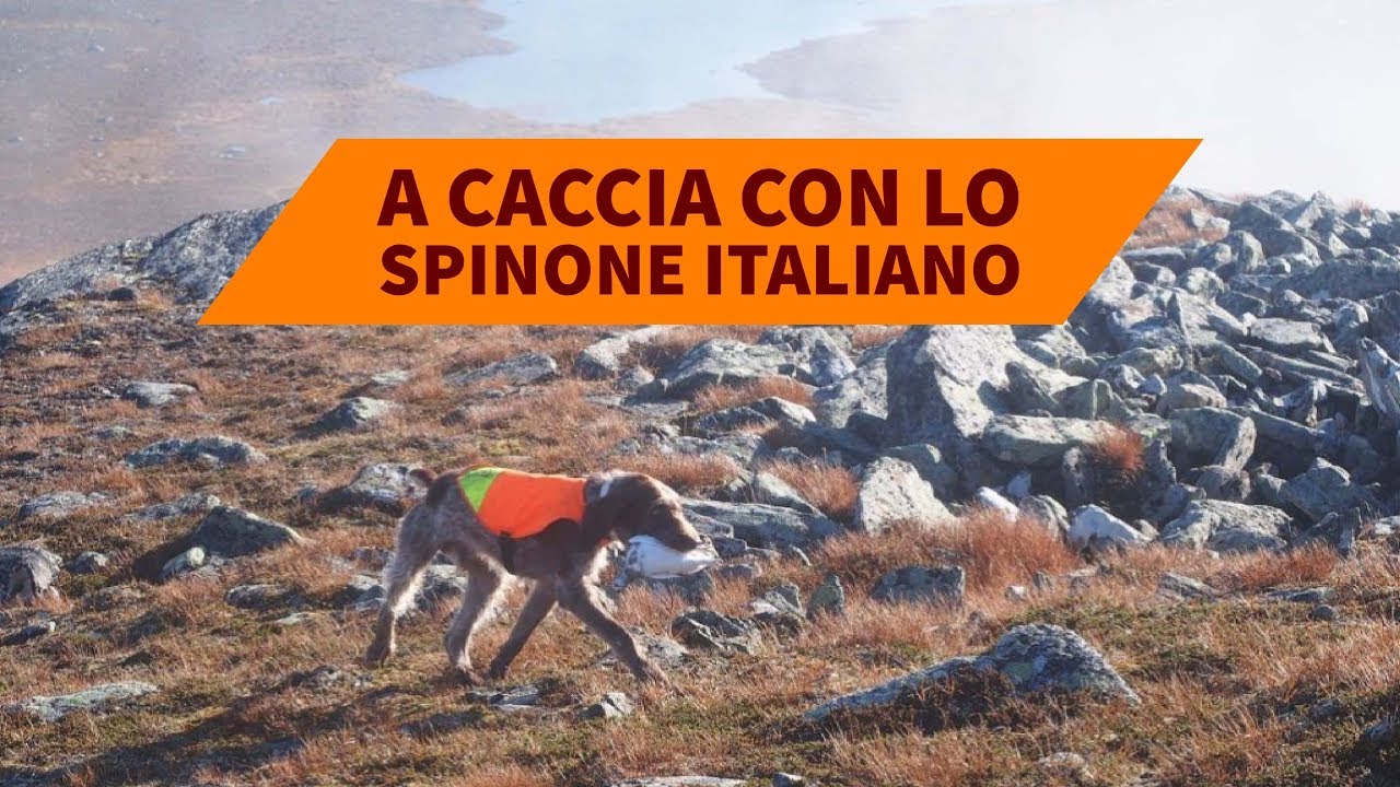 A caccia con lo spinone italiano