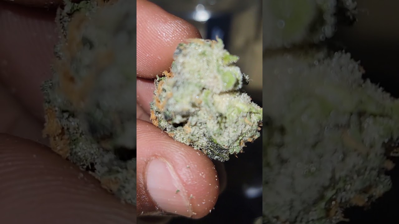Krypto Chronic #1 (Fruity pebbles x Alien cookies x Jet Fuel Gelato) cultivated by Fig Farms