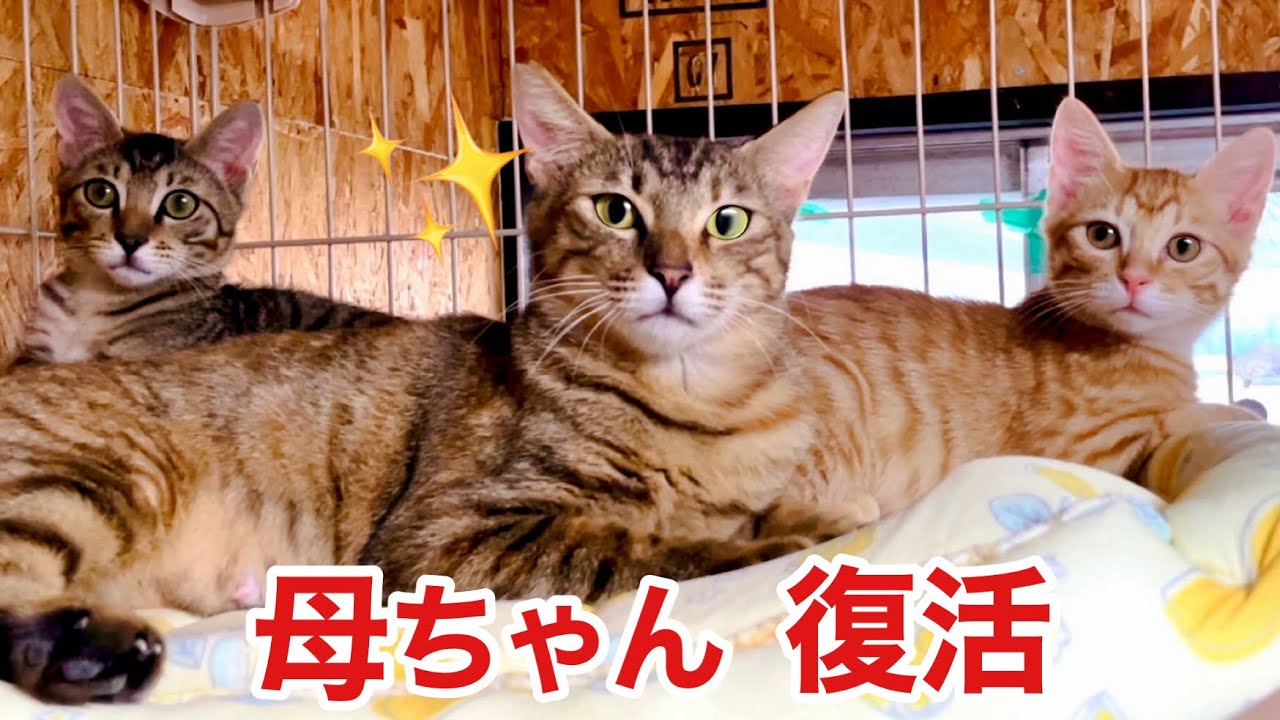 【感動】避妊後､子猫を寄せない小さな母猫の驚きの変化に涙した✨