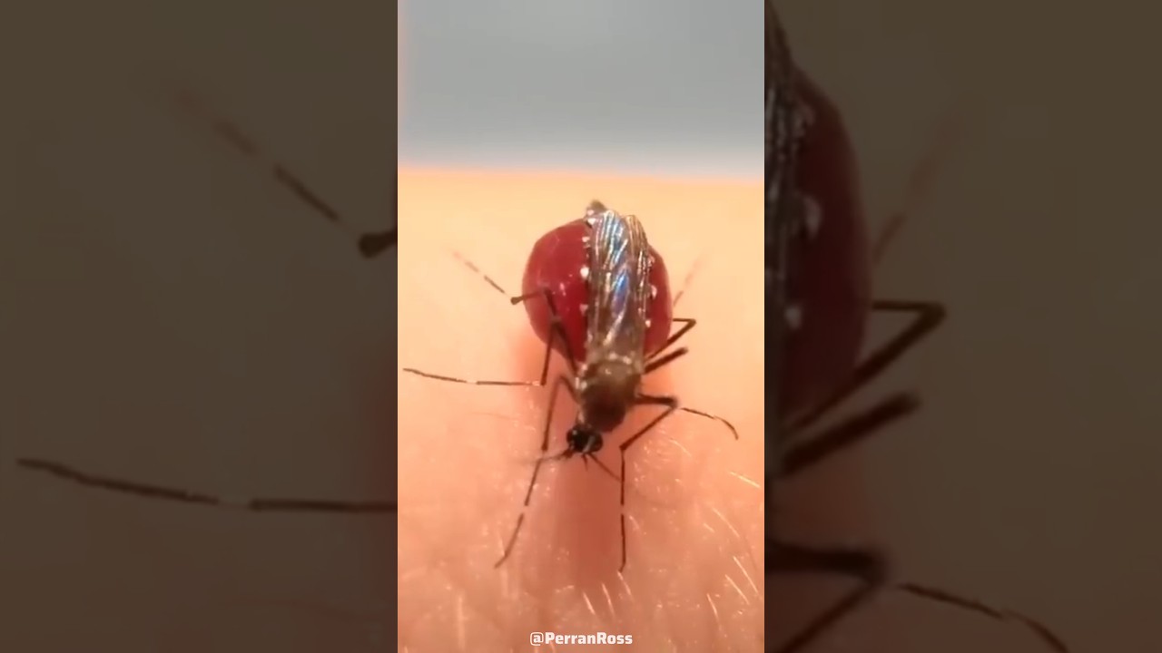 Почему комары взрываются после укуса? 😳 #шорты