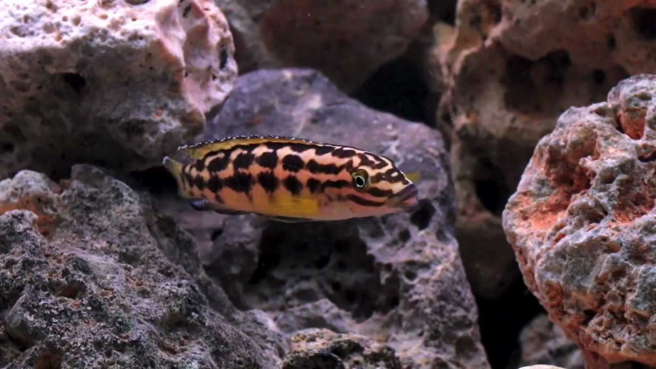 Neolamprologus Brichardi y Julidochromis Marlieri proteccion de alivines - Acuario 200l.mov