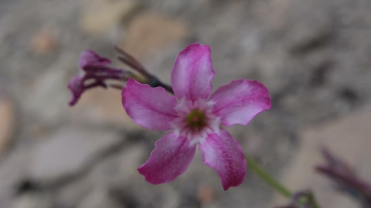 Exciting Rare Plants in Desolation Canyon