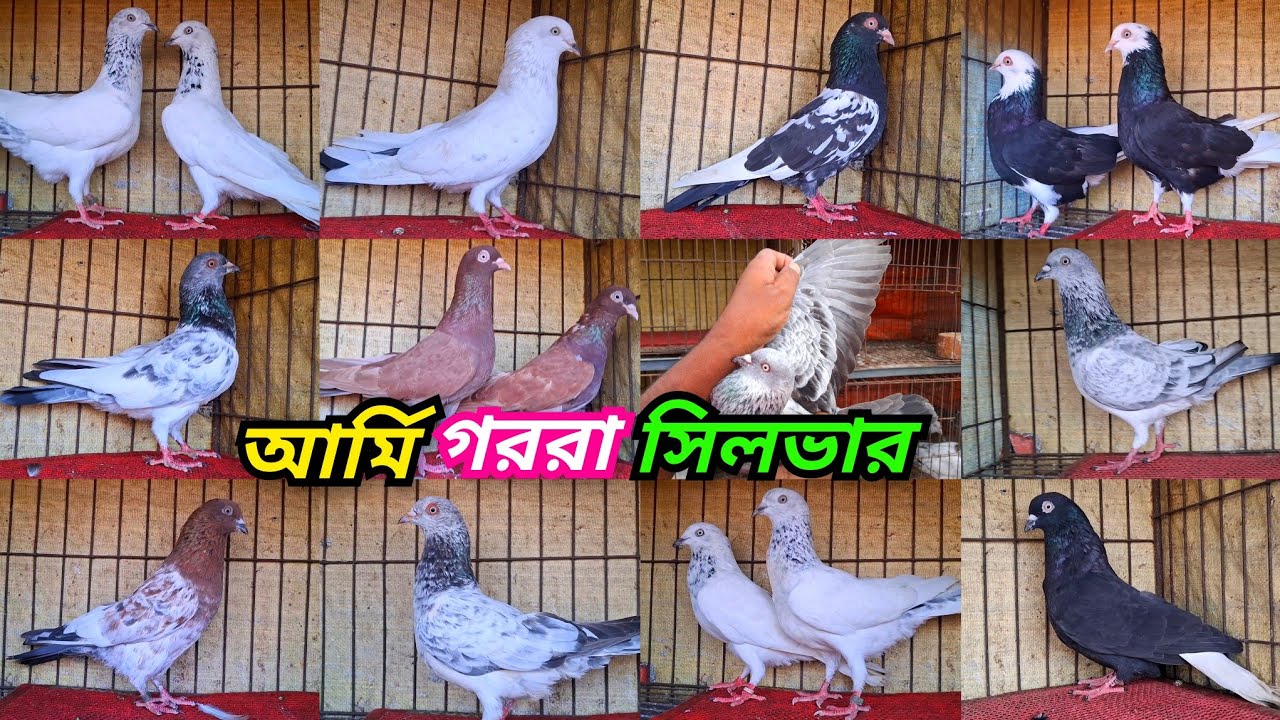 র- আর্মি,গররা,সিলভার,বাঘা,লাল ছুল্লি,খয়রাগলা,কাজকরা,কালোগলা,নাপ্তা,সাফচিলা ও কালদম। 