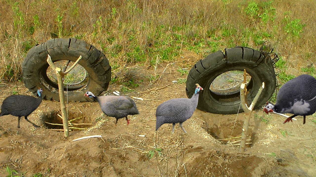 Creative Guinea Fowl Trap | Attractive Guinea Chicken Trap Build From Car Wheel And Deep Hole.