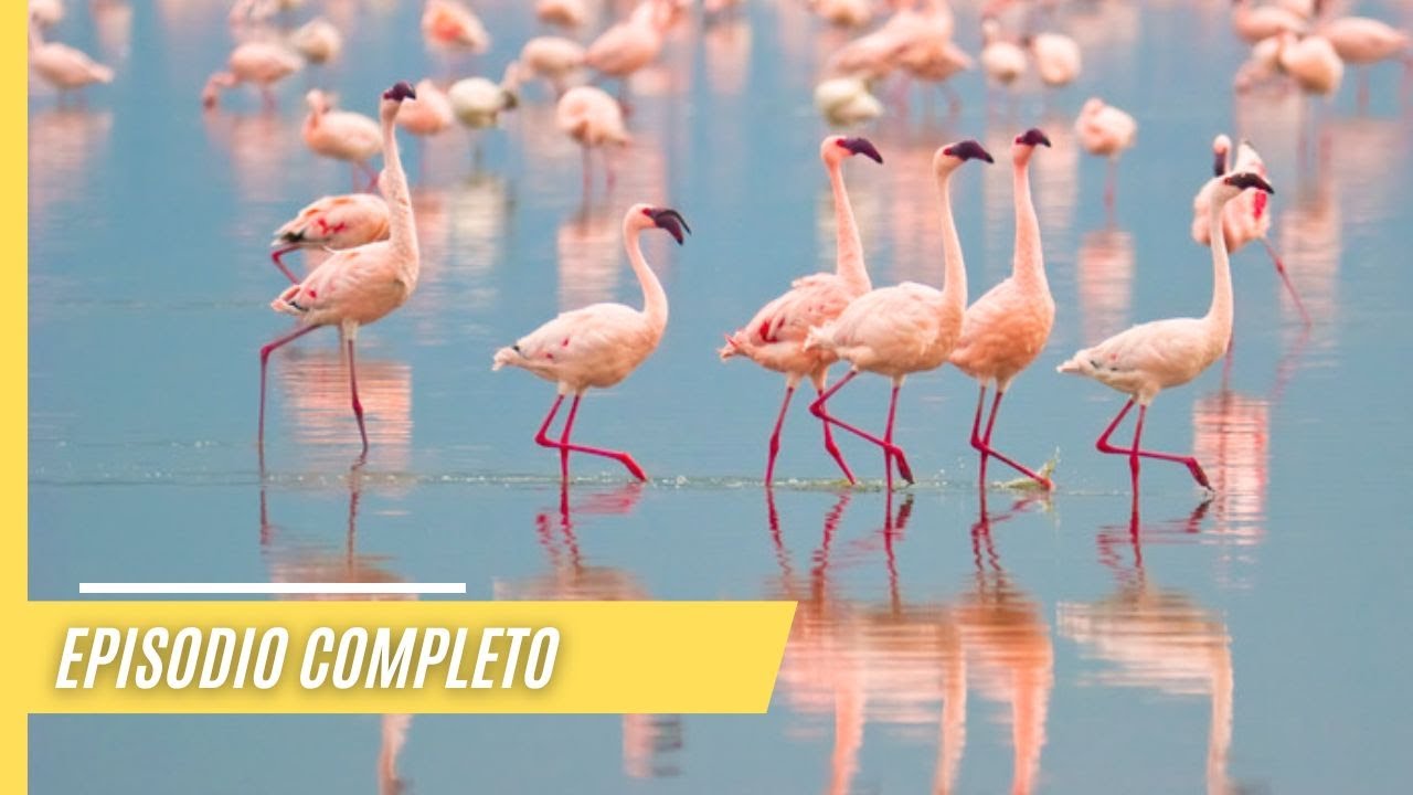 Ebro-Delta - La Joya Verde, único y mágico | Episodio Completo