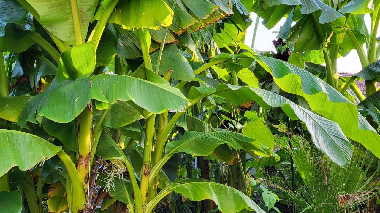 Kleines Update zu meinem Tropenbeet. Mit Fatsia, Fatshedera und Alocasia sowie einigen mehr.