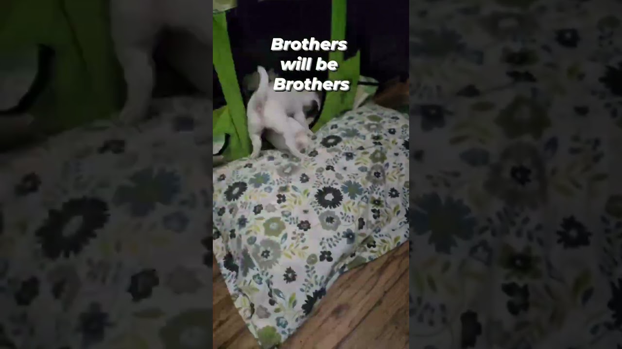 Puppy Adventure 99 #share #shorts #viral #dogs #puppy #funnydogs #youtubeshorts #pets #puppyvideos 