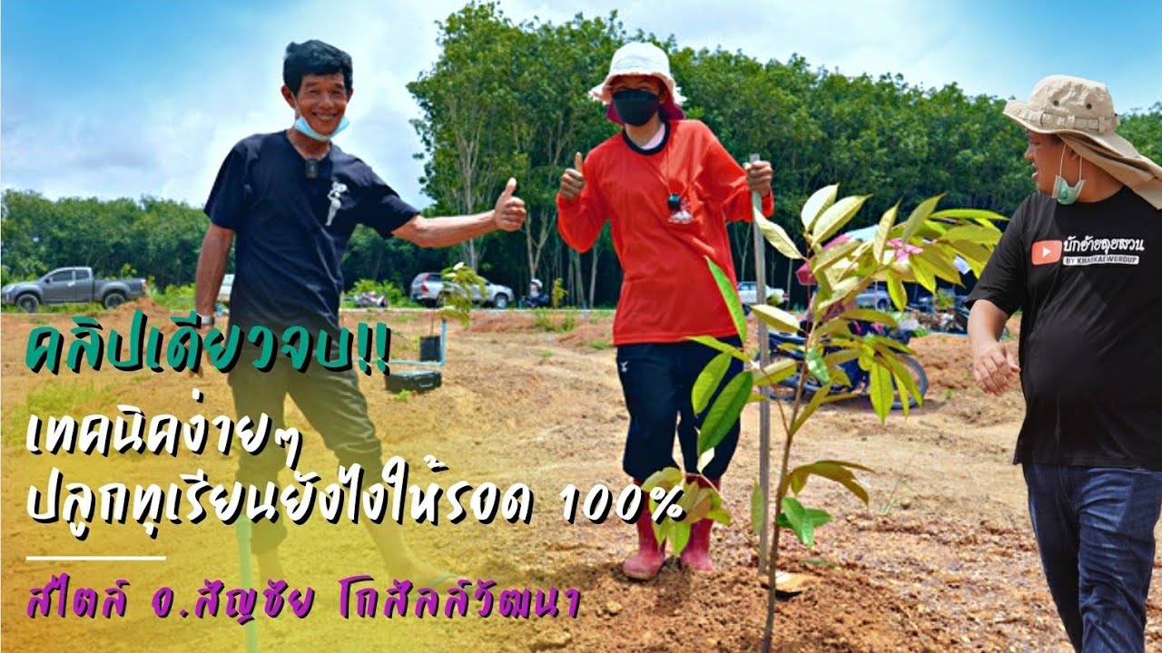 เทคนิคง่ายๆ ปลูกทุเรียนยังไงให้รอด 100% (คลิปเดียวจบ!!) สไตล์ อ.สัญชัย |แปลงบักอ้ายลุยสวน EP.2