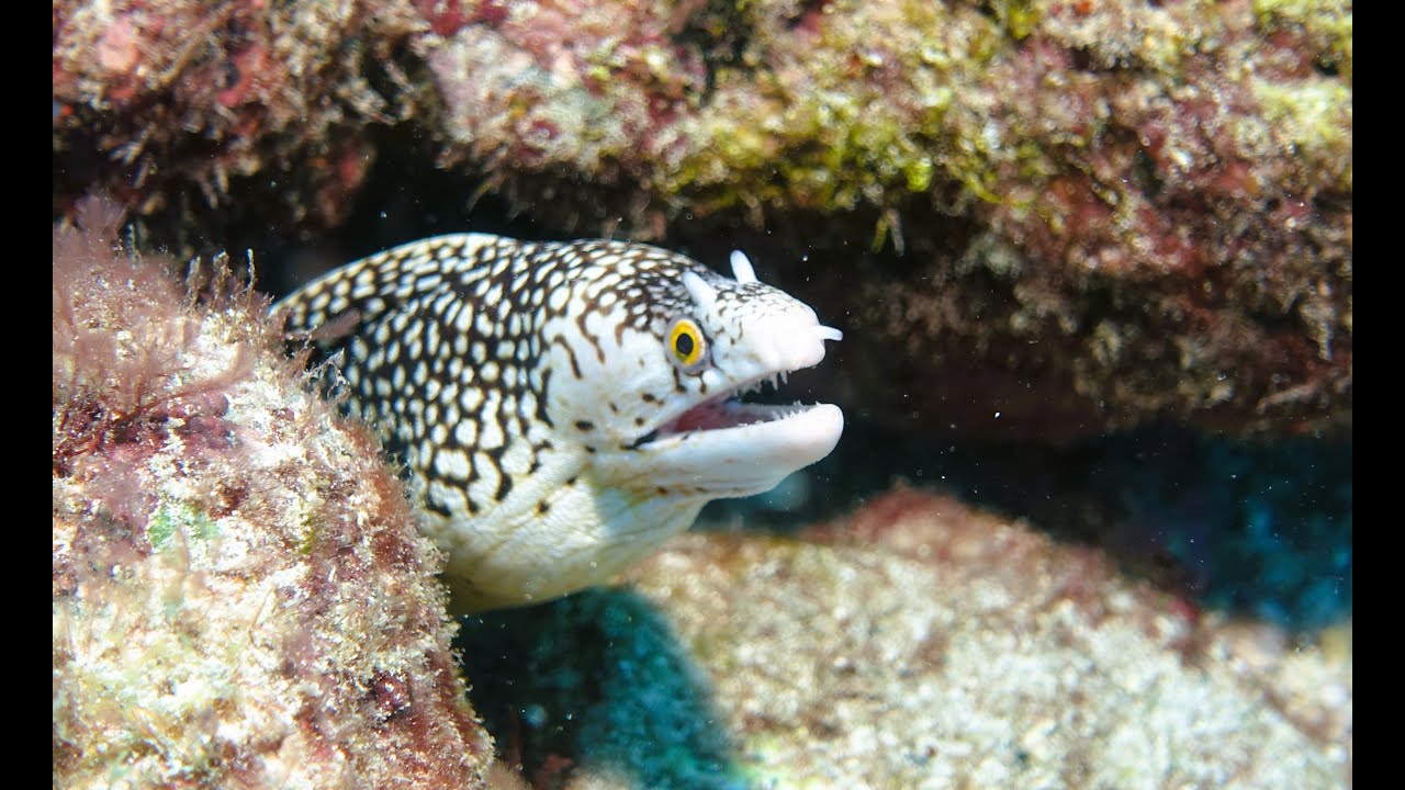 Diving Cape Verde with Aqualis Dive Center Sal