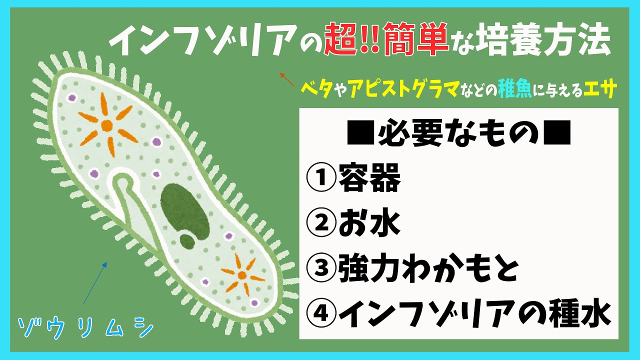 【アクアリウム】失敗しない！インフゾリアの殖やし方 Aquarium Kind #19 4K/ゾウリムシ/繁殖/産卵/ブリード/水槽/ベタ/アピストグラマ/卵生メダカ/エサ/餌