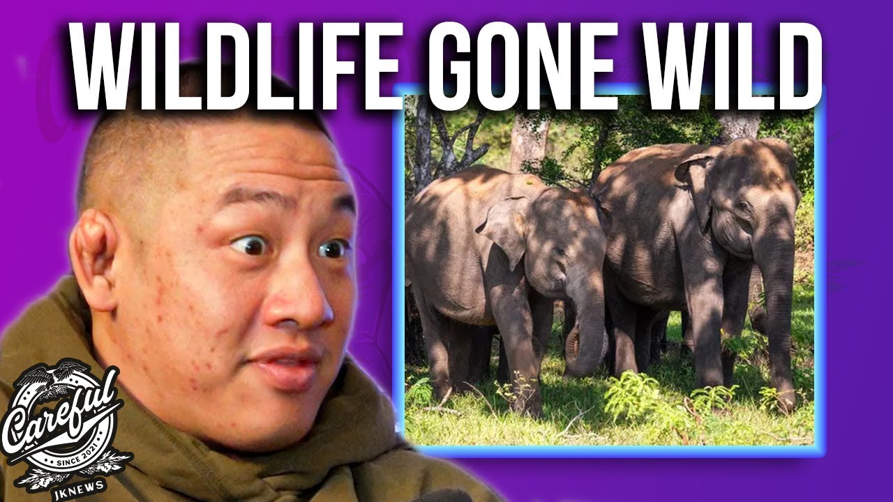 Killer Elephant Claims Over 20 Lives...So Far