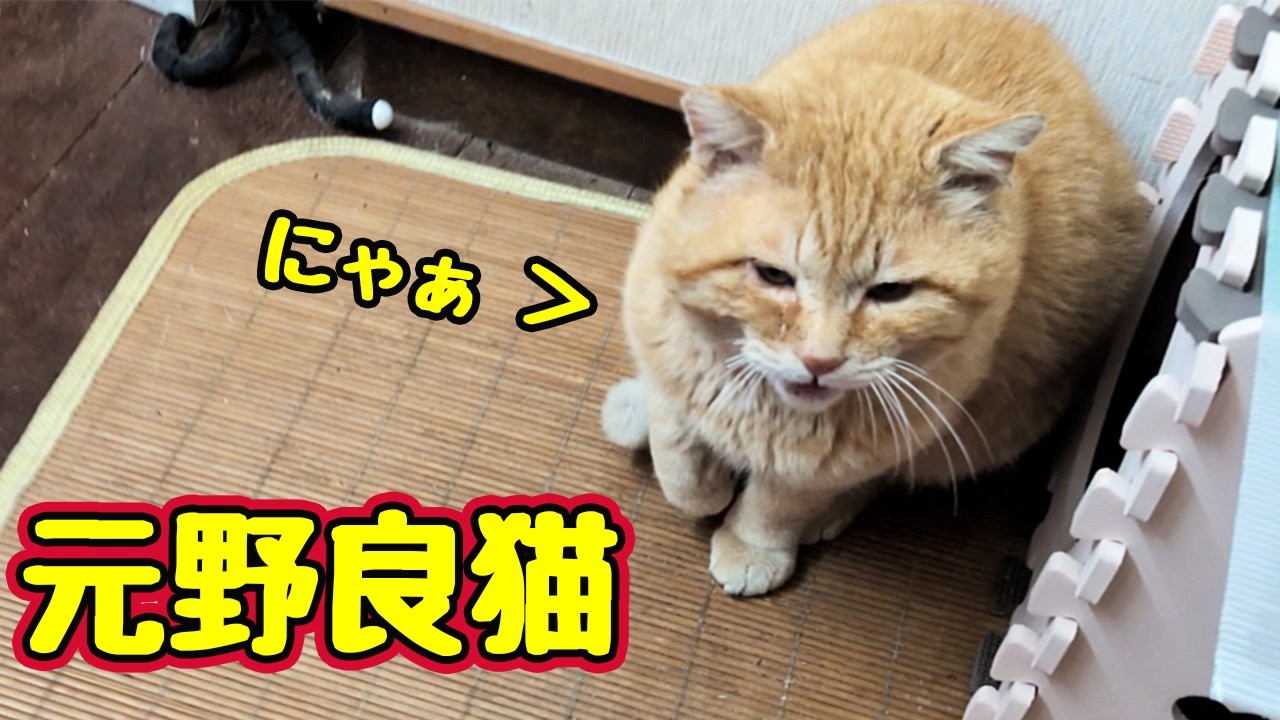 今日は「にゃぁ」言えました【元野良猫】