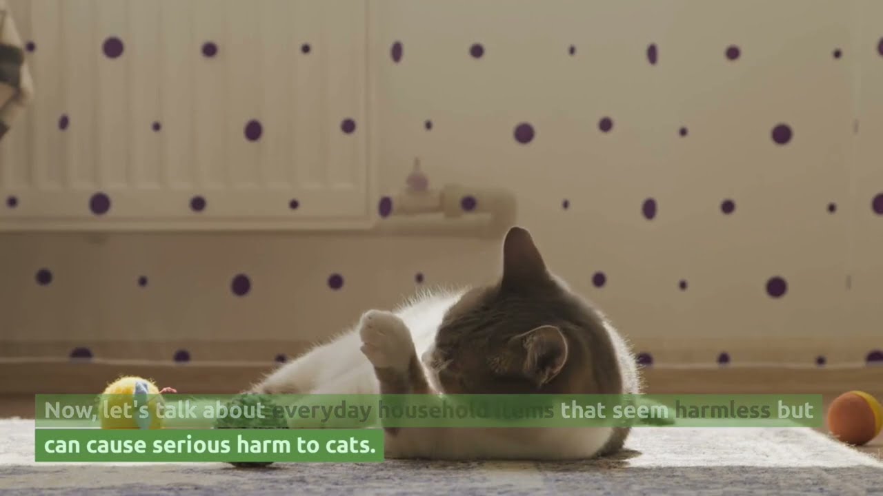 For Our Cat Safety: Identifying Things that are toxic to our Feline Friends