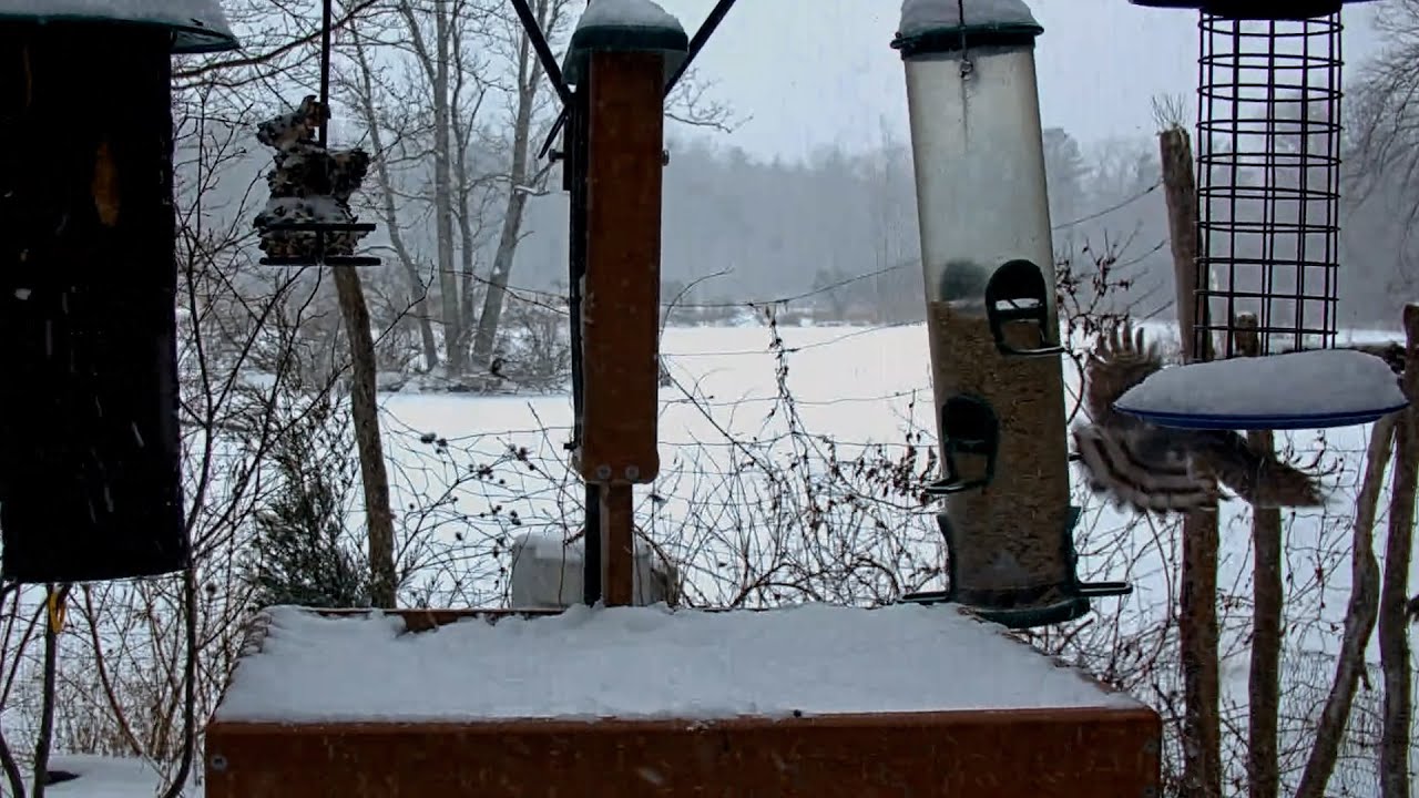 Cooper's Hawk Swoops Through Snowy Cornell Feeders During Blizzard | Jan 25, 2026