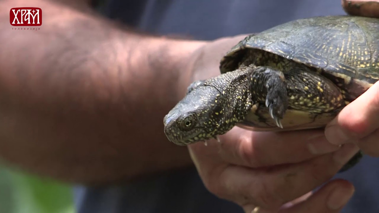 Овде и сада - Мали Дунав (5. емисија)