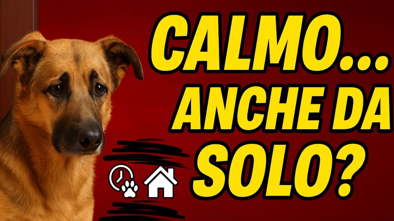 Sai Come Insegnare al Tuo Cane a Stare Calmo Quando è Solo in Casa?