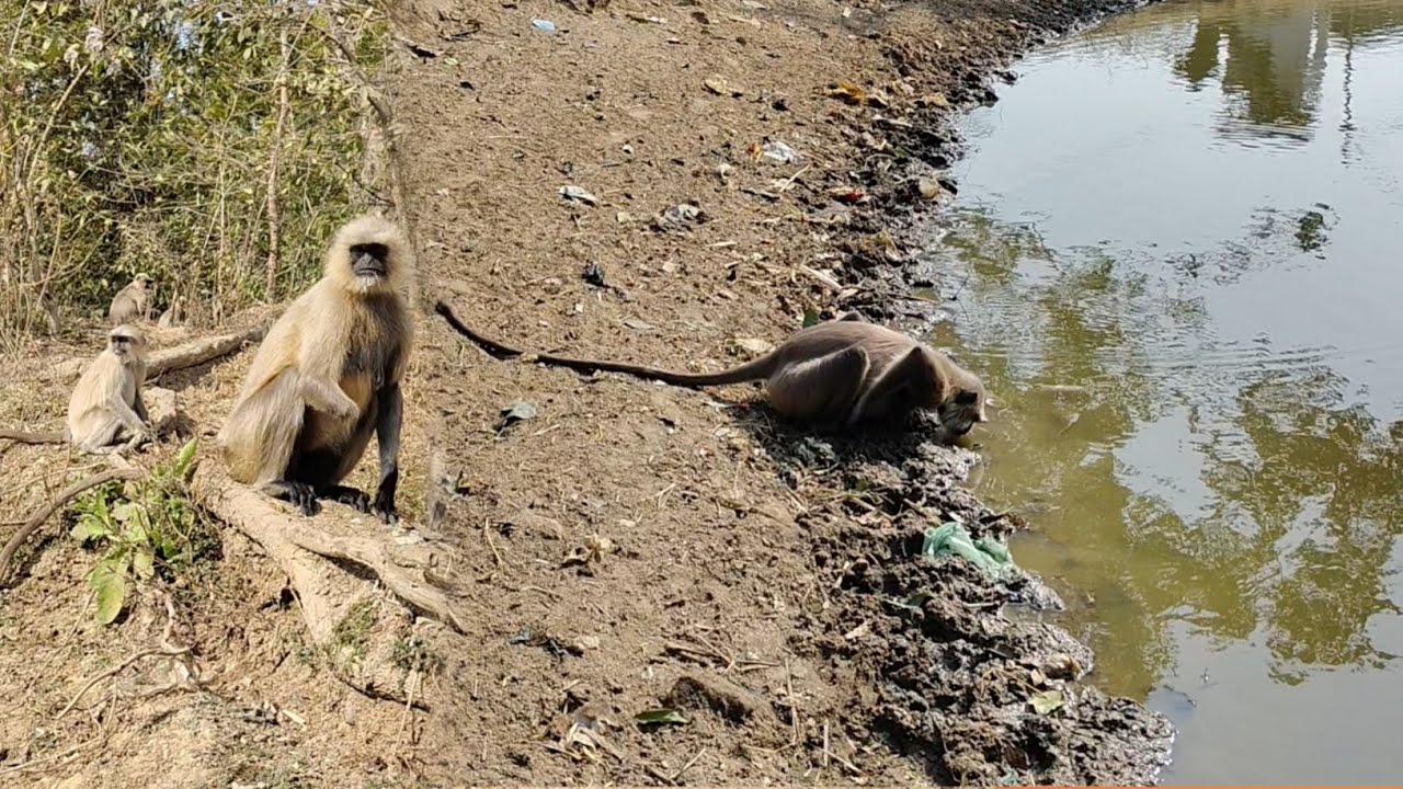 Monkeys Enjoying Water | Peaceful Wildlife Moments by the River