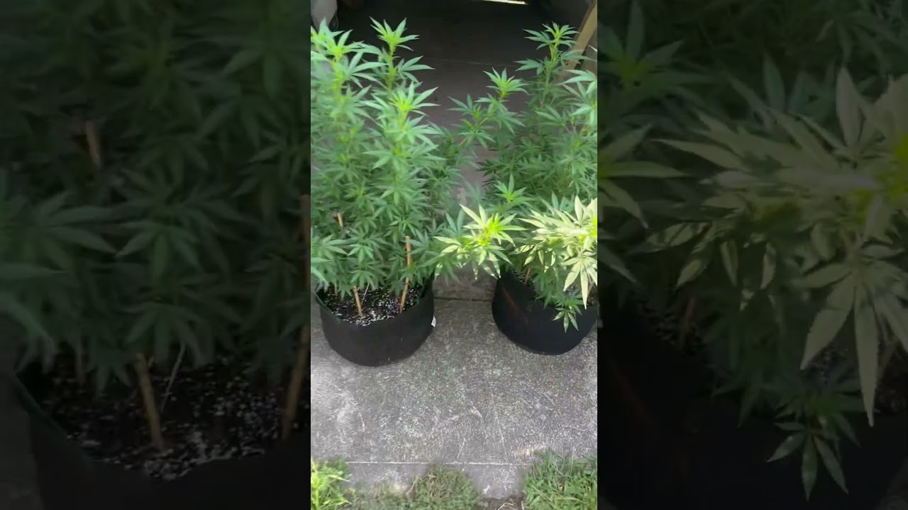 2024 outdoor grow