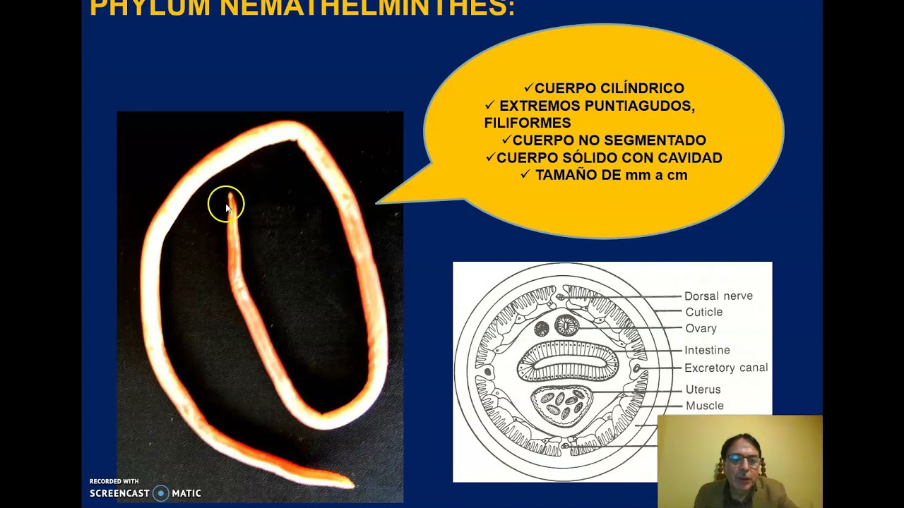 Clase Helmintolog&iacute;a audiovideo