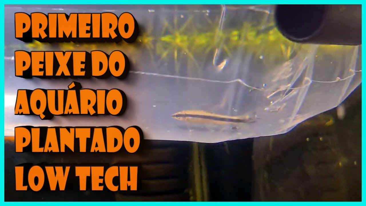 PRIMEIRO PEIXE E FILHOTES NO AQUÁRIO LOW TECH