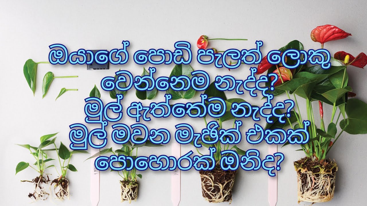 පොඩි පැල ඉක්මනින්  ලොකු කර ගන්න වගේම ඉක්මණින් මුල් අද්දවන රහස......