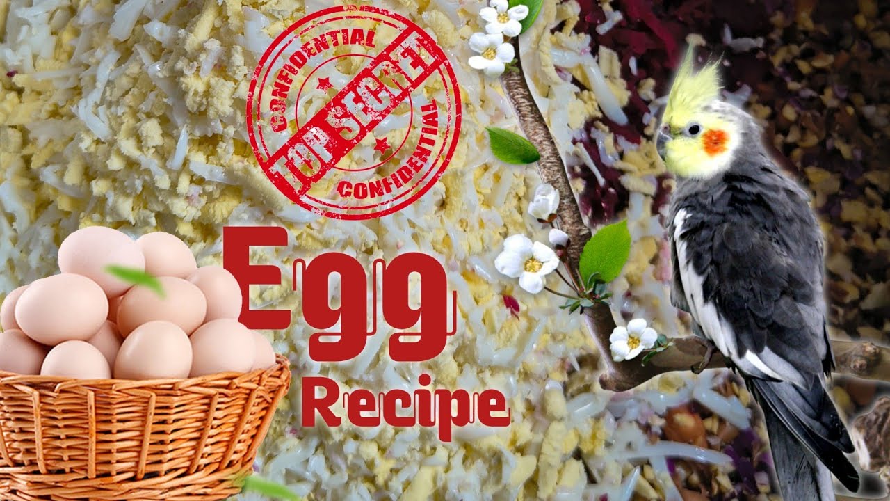 Secret Nutritious Food For Cockatiel Birds🥗🥚| Best Cockatiel Breeding tips in Tamil