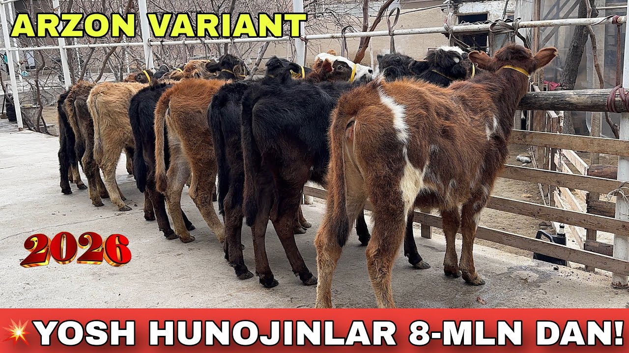 😱 BUNAQA NARX YO‘Q! 8 MLN DAN YOSH HUNO JINLAR