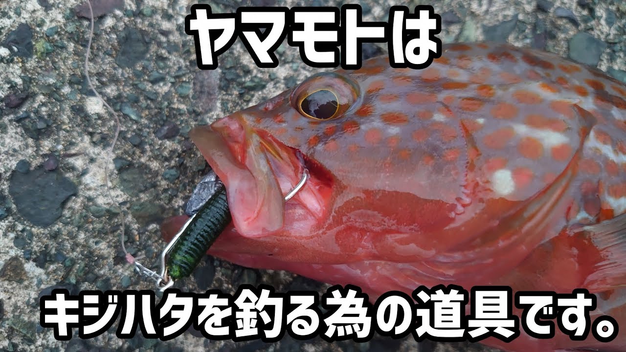 【ロックフィッシュ】今朝もやっぱりこの仕掛け。