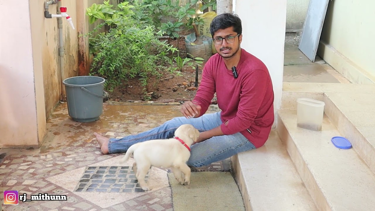 MAARA Training...😍/Cute Labrador Retriever puppy training😍