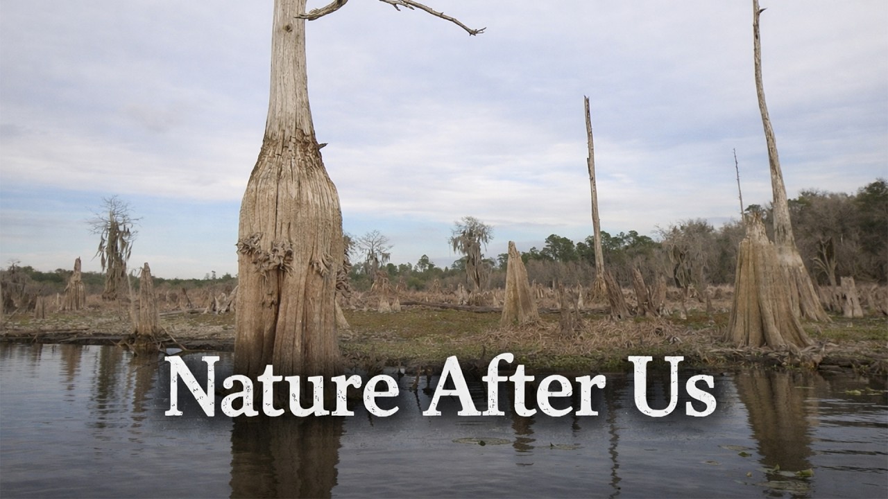 Drone & Kayak Sunset Over Damaged Wetlands | Quiet Aerial Meditation on Altered Nature