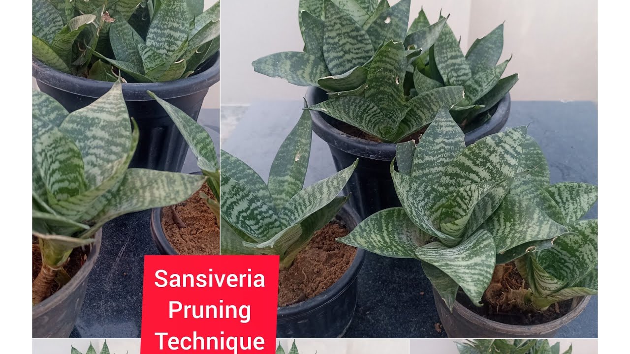 Sansiveria pruning tips