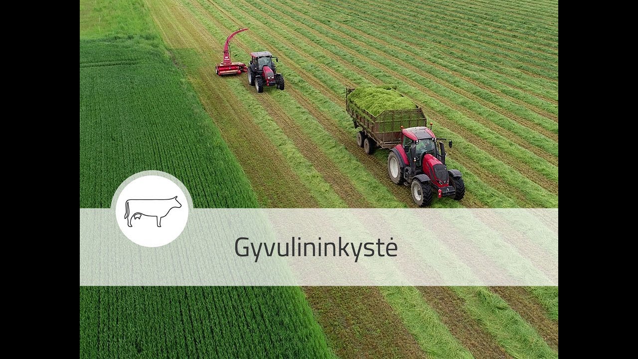 Žolynas produktyvus ar ne? Patarimai ūkyje