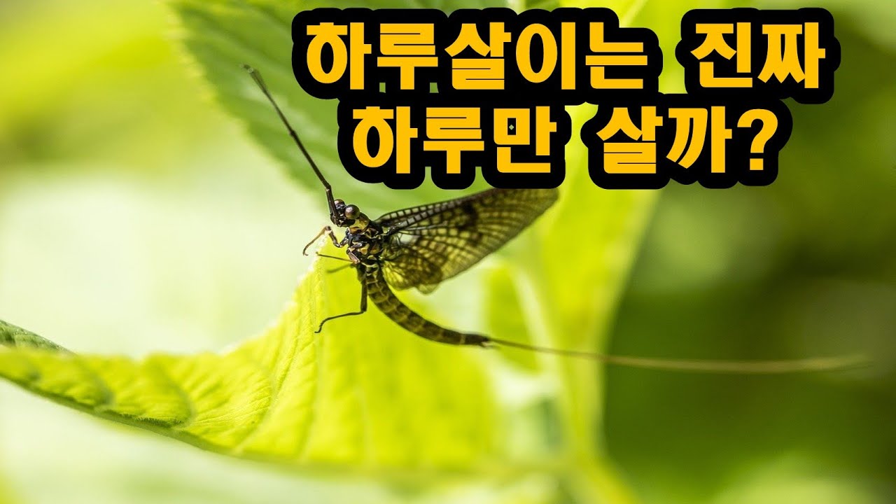 하루살이의 한살이-초등학교 3학년 1학기 과학(동물의 한살이)