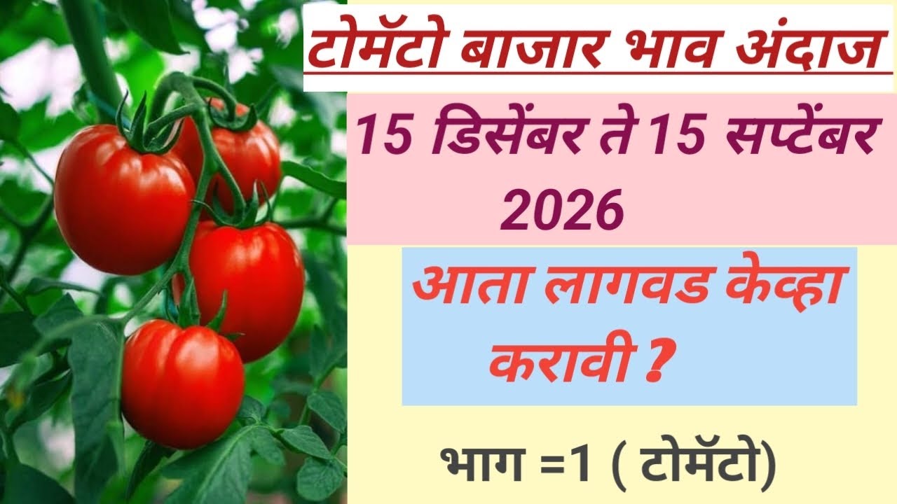 टोमॅटो बाजार भाव 📈अंदाज 15 डिसेंबर 2025 ते 15 सप्टेंबर 2026 | Tomato Price prediction 📈in India 2026