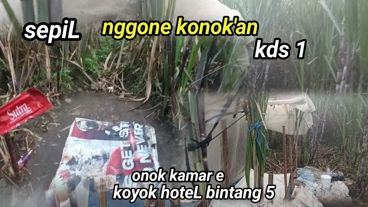Papane anu di gondang legi malang|| telusur jelajah nggon konok an