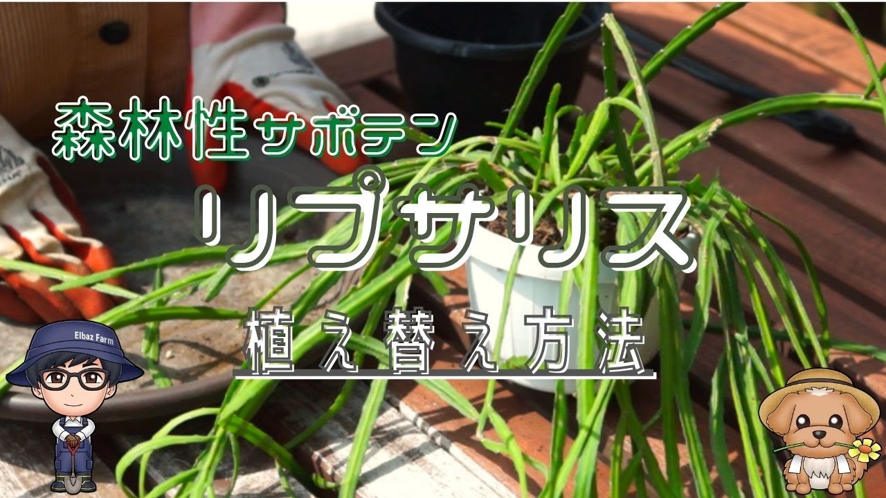 リプサリスの植え替えの方法